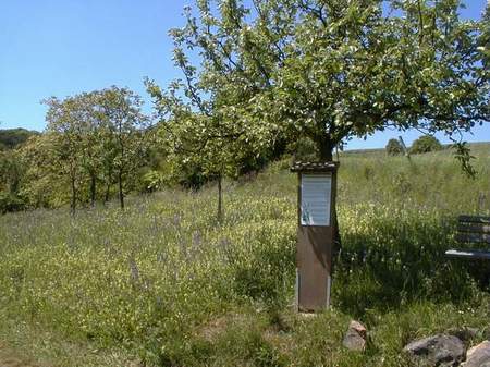 Station: Lebensgemeinschaft Wiese
