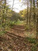 Der Weg durch ein Waldstück in Richtung Viehweide