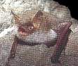 Fransenfledermaus