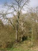 Station: Tote B&auml;ume