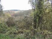 Die Waldrebe am Wanderwegrand